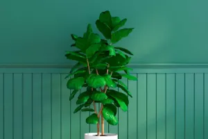 Soigner ses plantes