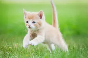 Adopt Them