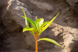 Hormonii Plantelor