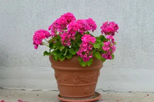 Plante înfloritoare