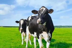 Dairy Done Right