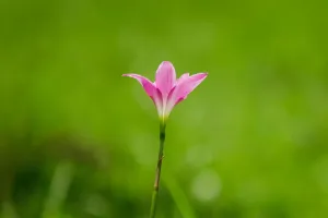 Minunea Florală