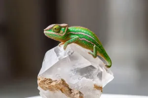 Chameleon Color Secrets