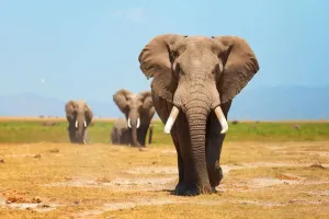 Elephant Memory Power