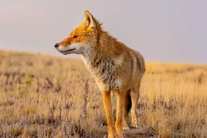 Vanishing Wild Howls
