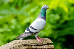 Beyond the Bird