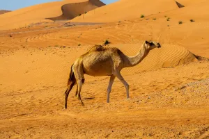 A Specific on Llamas