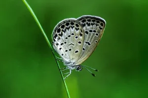 Can We Save The Butterflies?