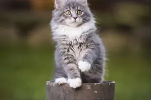 Load failed