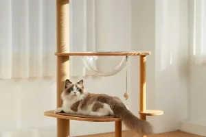 Load failed