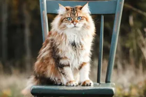 Segredos sobre gatos