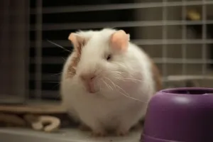 Pets Empáticos