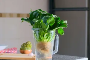 Hydroponics 101