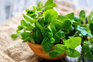 Mint Benefits