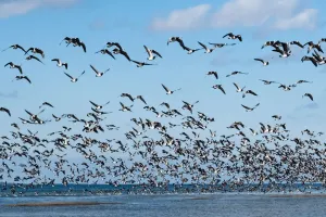 Bird Migration Mysteries
