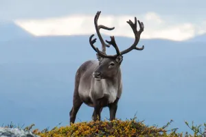 Reindeer Eyes