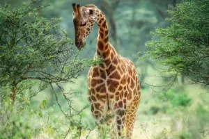 Long Neck Mystery