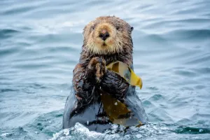 How Sea Otters Master Tools