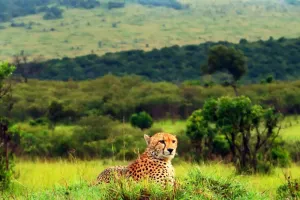 Cheetahs Purr, Not Roar