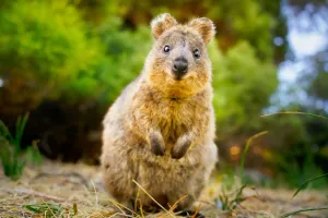 Why Quokkas Always Smile