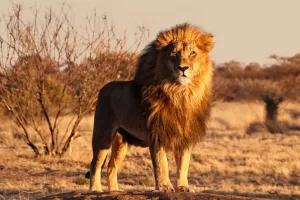 Lion Really the King?