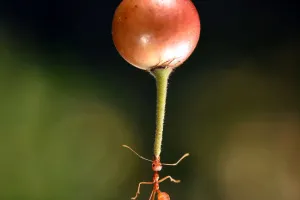 How Powerful Are Ants?