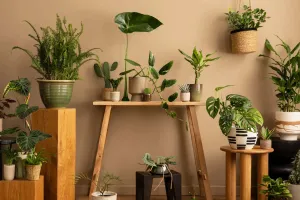 Perfect Indoor Plant