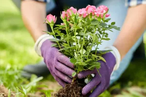 Secrets Beneath the Soil