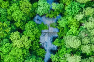 Why Leaves Look Green