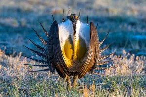 Birds That Dance for Love