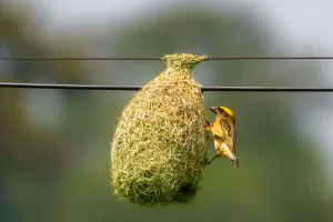 Load failed