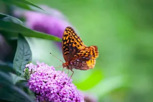 Butterfly Taste