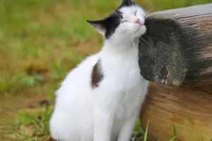 Load failed