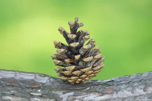 Çam Kozalağı Sırları