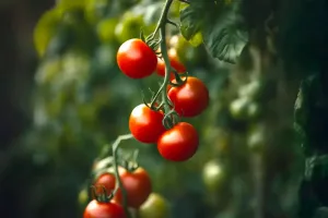 Сезонная защита организма