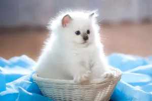 Load failed