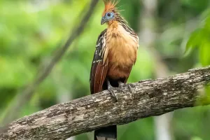 Load failed