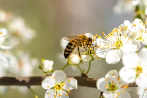 Honeybee Dance Secrets