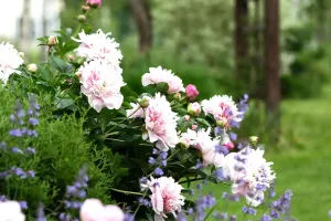 Fleurs toute l’année
