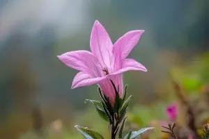 Plantes sans souci