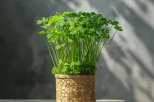 Plantas que sabem crescer