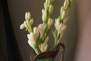 Flores da noite mágicas