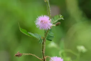Shy Flower Dance
