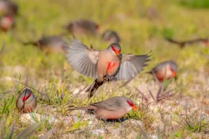 Voo das aves