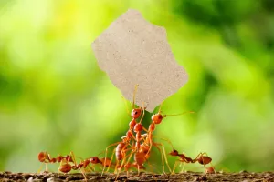 O Segredo das Formigas
