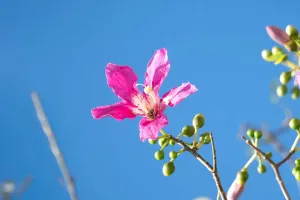 Floss Tree Bloom