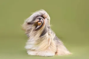 Dog Life Secrets