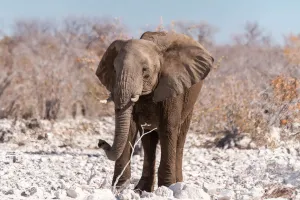 Le langage des éléphants