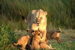 Evolution of Mammals