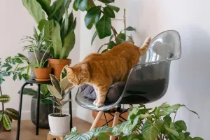 Plante Periculoase